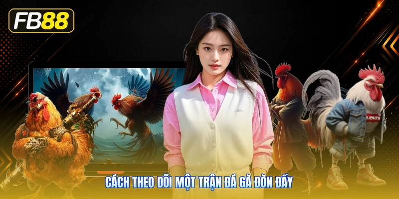 Cách Theo Dõi Một Trận Đá Gà Đòn Đầy