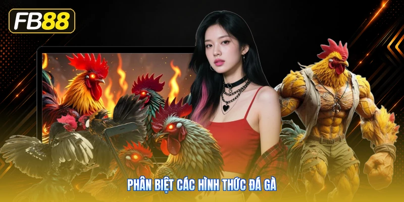 Phân Biệt Các Hình Thức Đá Gà